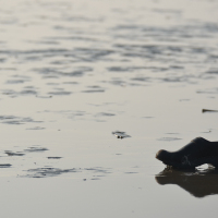 Fanø 2011