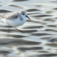 0045_BestOfFanoe_14-21