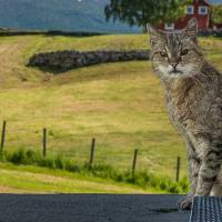 Leon, der in die Jahre gekommene Kater.