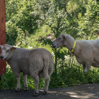 Hungerige und daher unerwünschte Besucher.