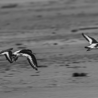 0541_Fanoe2023-Verbessert-RR