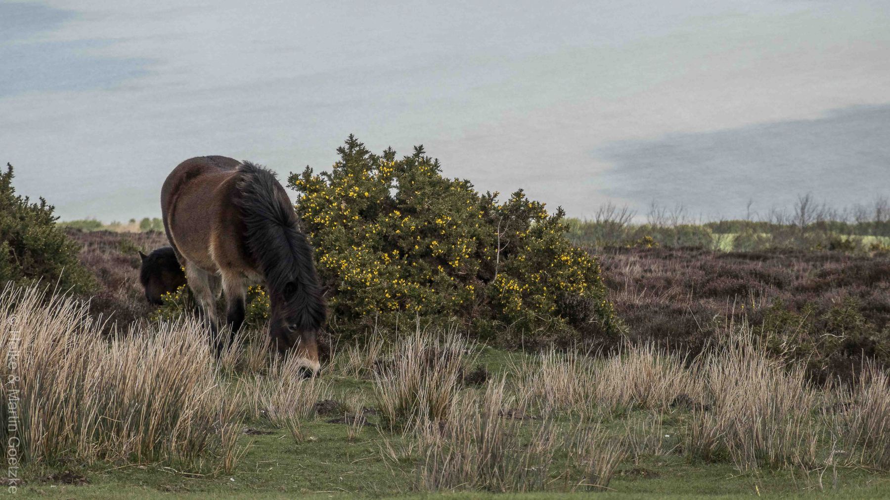 Wilde Ponys in Cornwall.